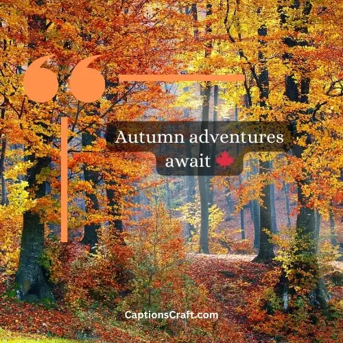 Superb Fall Captions Instagram (Writers Choice)
