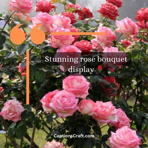 Superb Short Rose Captions For Instagram (Writers Choice)
