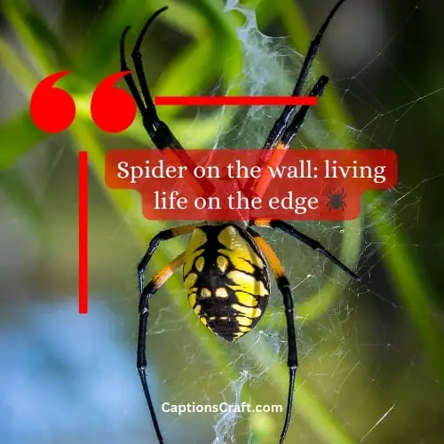Superb Spider Captions For Instagram (Writers Choice)