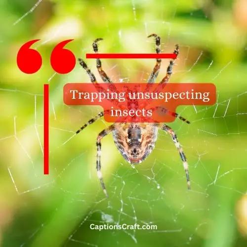 Three-word Spider Captions For Instagram (Editors Pick)