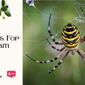 129+ Enchanting Spider Captions For Instagram and Quotes to Captivate Your Followers