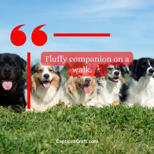 One-word Caption For Dogs On Instagram