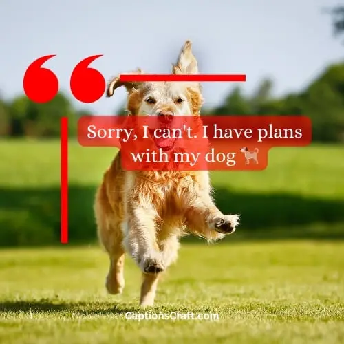 One-word Dog Captions Instagram