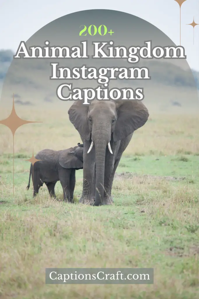 Animal Kingdom Instagram Captions