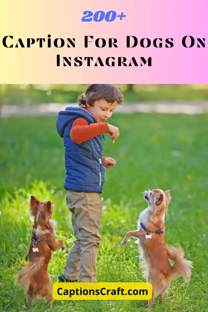 Caption For Dogs On Instagram