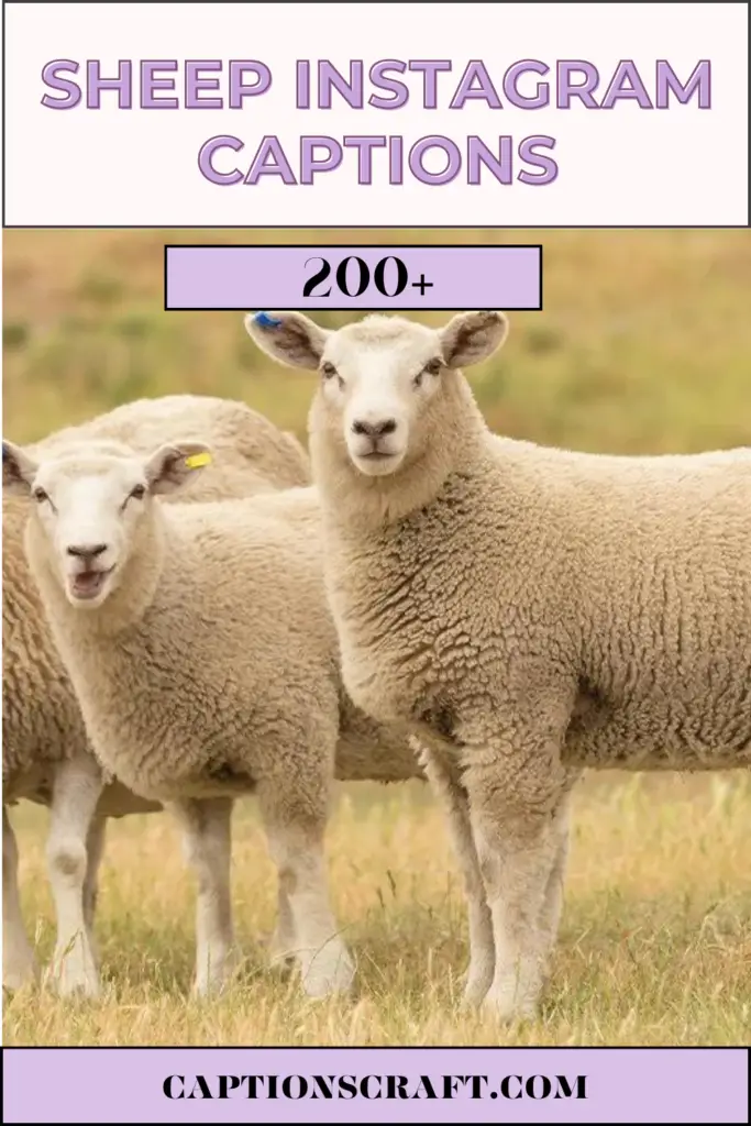 Sheep Instagram Captions