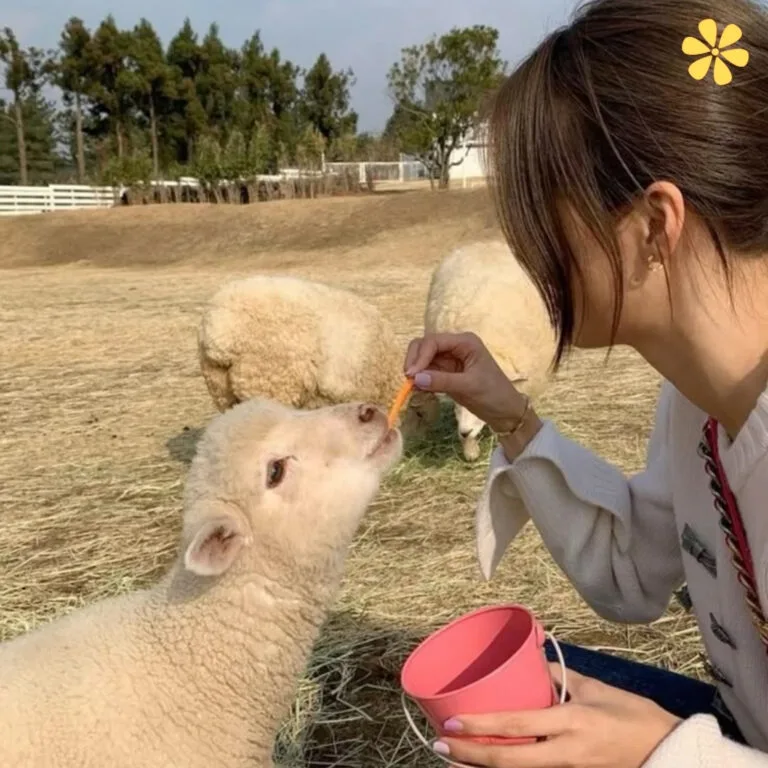 145+ Inspiring Sheep Captions For Instagram and Quotes to Share Your Love for Sheep