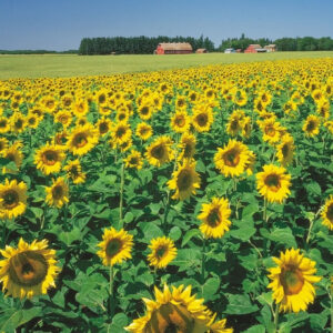 200 Sunflower Captions And Sunflower Quotes For Instagram To Brighten Your Feed