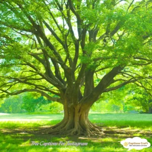 143+ Inspiring Tree Captions For Instagram That Speak Nature’s Truths and Quotes