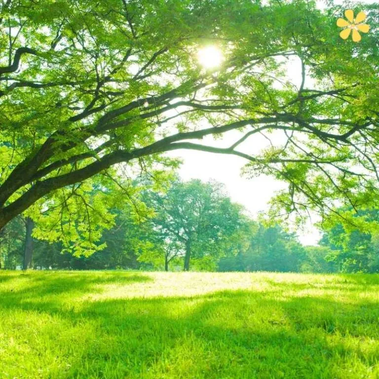 143+ Inspiring Tree Captions For Instagram That Speak Nature's Truths and Quotes