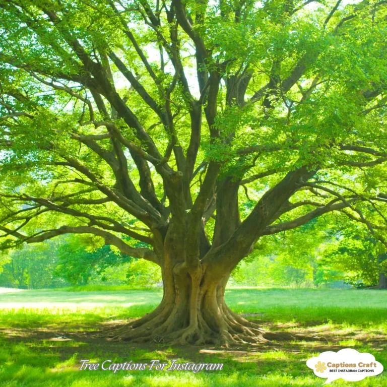 Tree Captions For Instagram