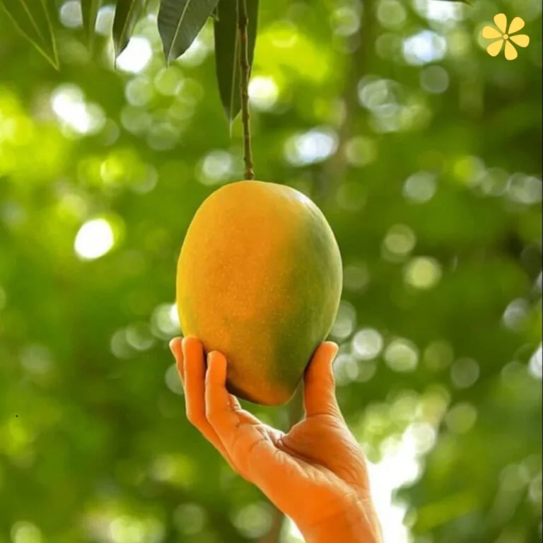 123+ Delightful Mango Day Captions and Quotes to Sweeten Your Feed