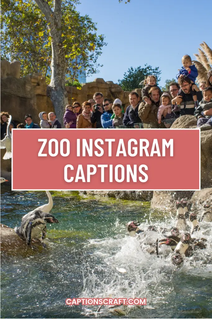 Zoo Instagram Captions