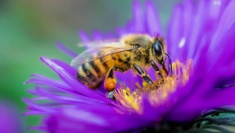 Buzzing Bee Captions For Instagram and Quotes That Spark Joy 125+ Times Over