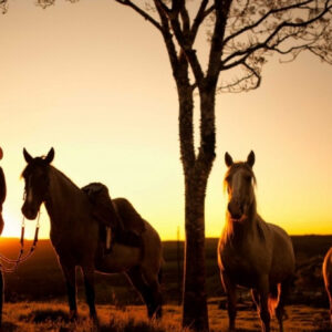 157+ Best Country Quotes to Inspire Your Love for Rural Life and Nature’s Beauty