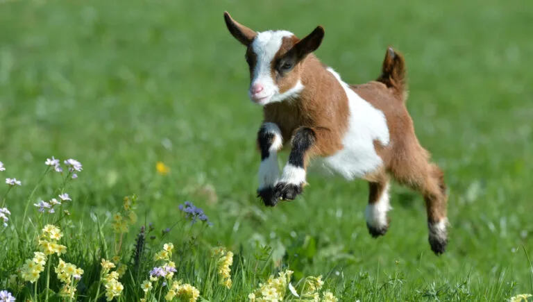 145+ Amazing Goat Captions For Instagram And Quotes That Will Make You Smile