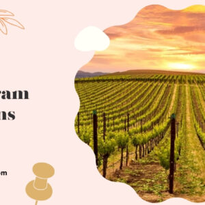 200+ Napa Instagram Captions to Celebrate Wine, Views, and Good Times