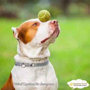 139+ Powerful Pitbull Captions For Instagram and Quotes to Showcase Your Love