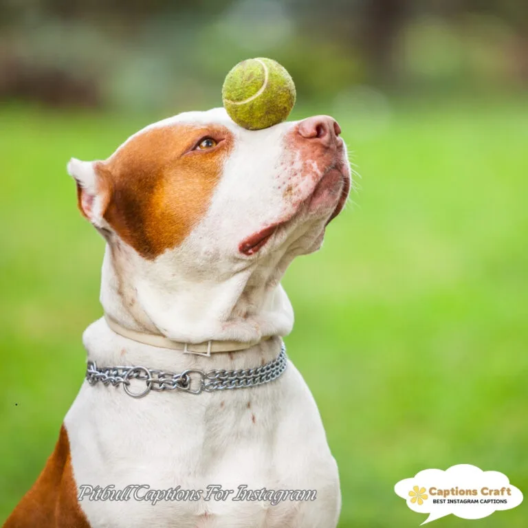 139+ Powerful Pitbull Captions For Instagram and Quotes to Showcase Your Love