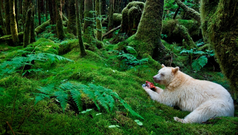 200 Enchanting Forest Quotes to Inspire Your Nature Spirit