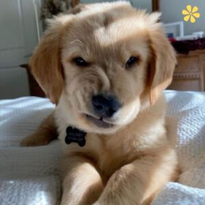 200+ Angry Dog Captions For Instagram That Will Make You Laugh ZZ