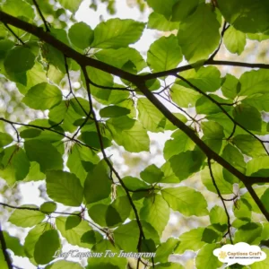 137+ Top Leaf Captions For Instagram and Quotes That Spark Nature’s Magic