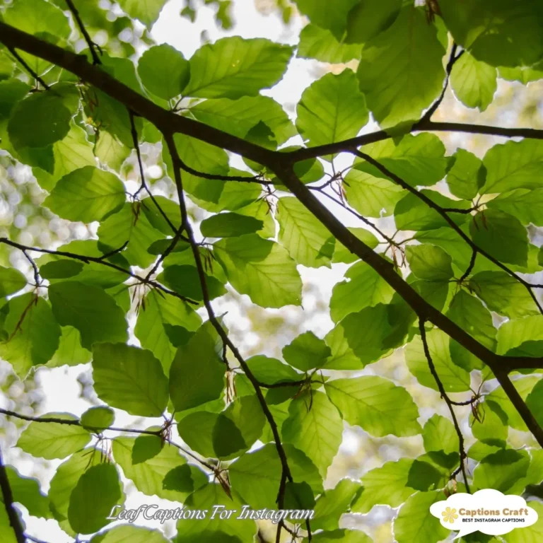 Leaf Captions For Instagram