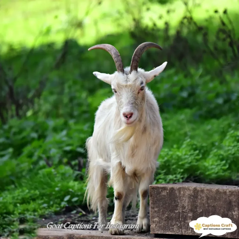 Goat Captions For Instagram