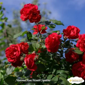 149+ Blooming National Rose Month Captions and Quotes to Celebrate Love and Beauty