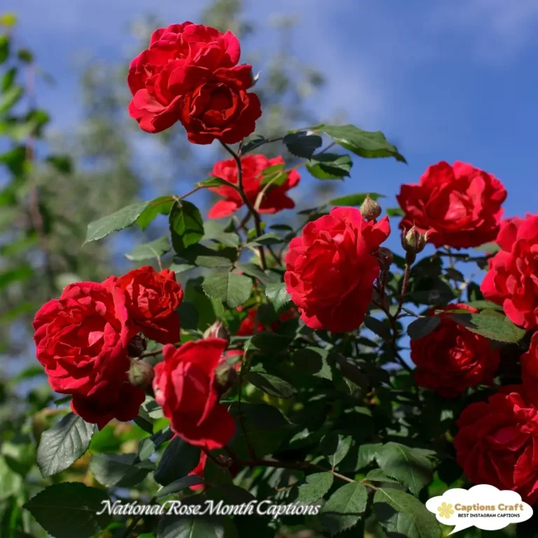 National Rose Month Captions