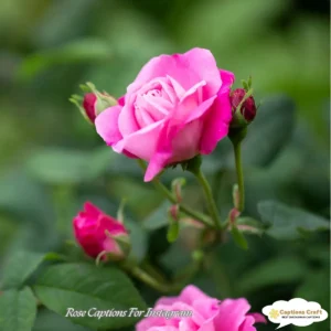 149+ Enchanting Rose Captions For Instagram and Quotes to Brighten Your Feed
