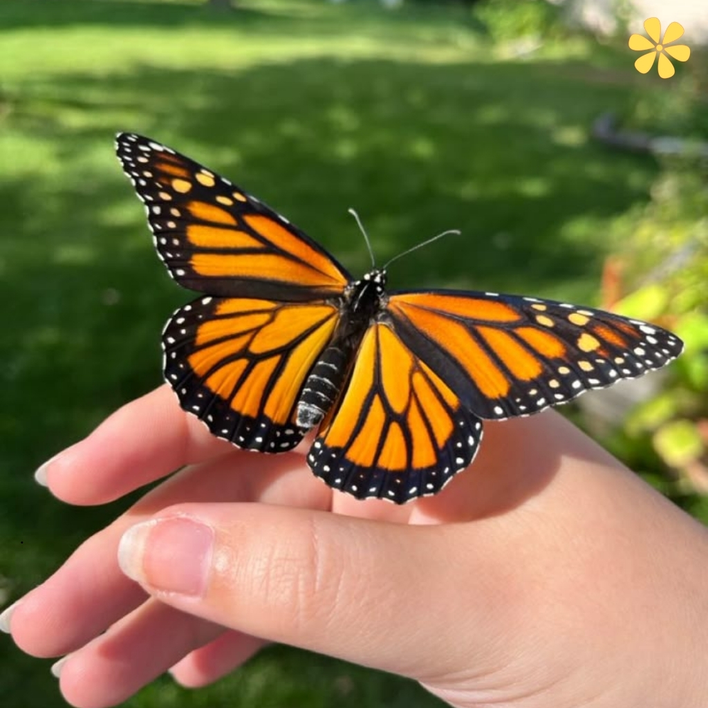Butterfly Quotes