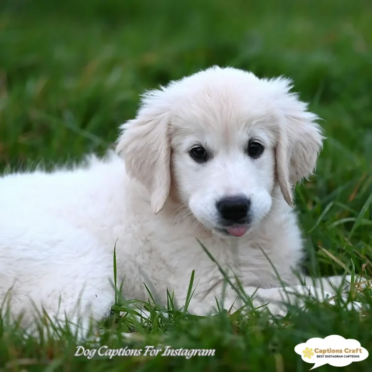 Dog Captions For Instagram