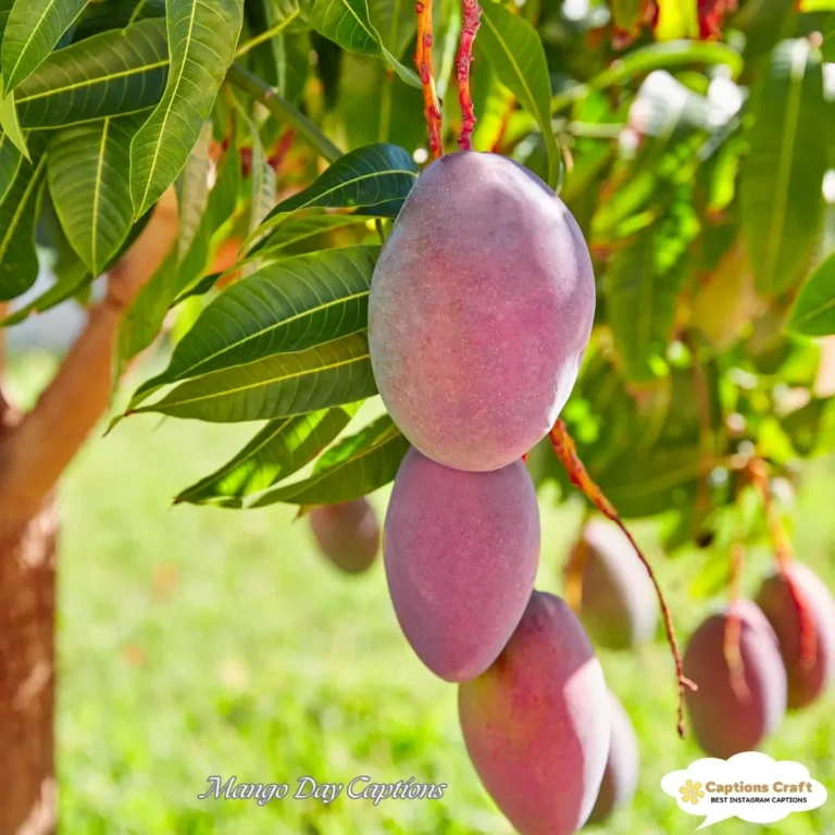 Mango Day Captions