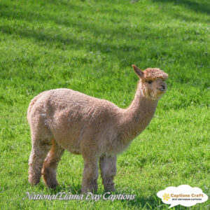 145+ Delightful National Llama Day Captions and Quotes to Share the Love