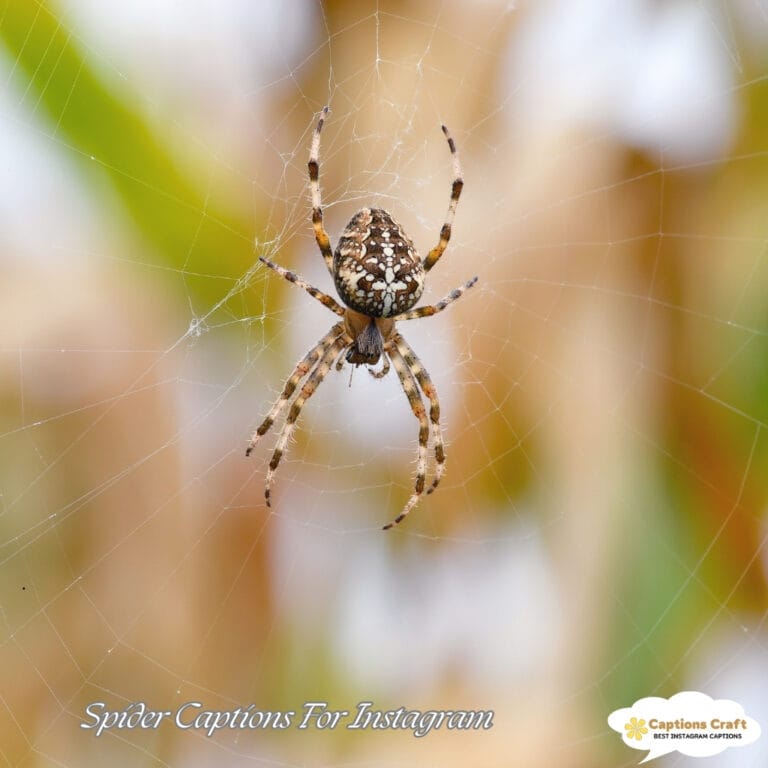 Spider Caption For Instagram