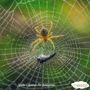 129+ Enchanting Spider Captions For Instagram and Quotes to Captivate Your Followers