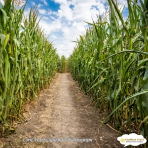 Harvest Joy with Corn Maze Captions For Instagram and Quotes 145+ Unique and Fun