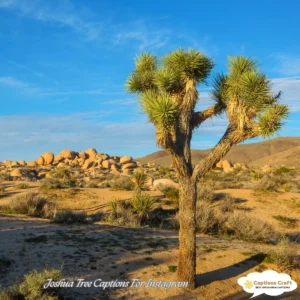 139+ Inspiring Joshua Tree Captions For Instagram And Quotes That Spark Adventure