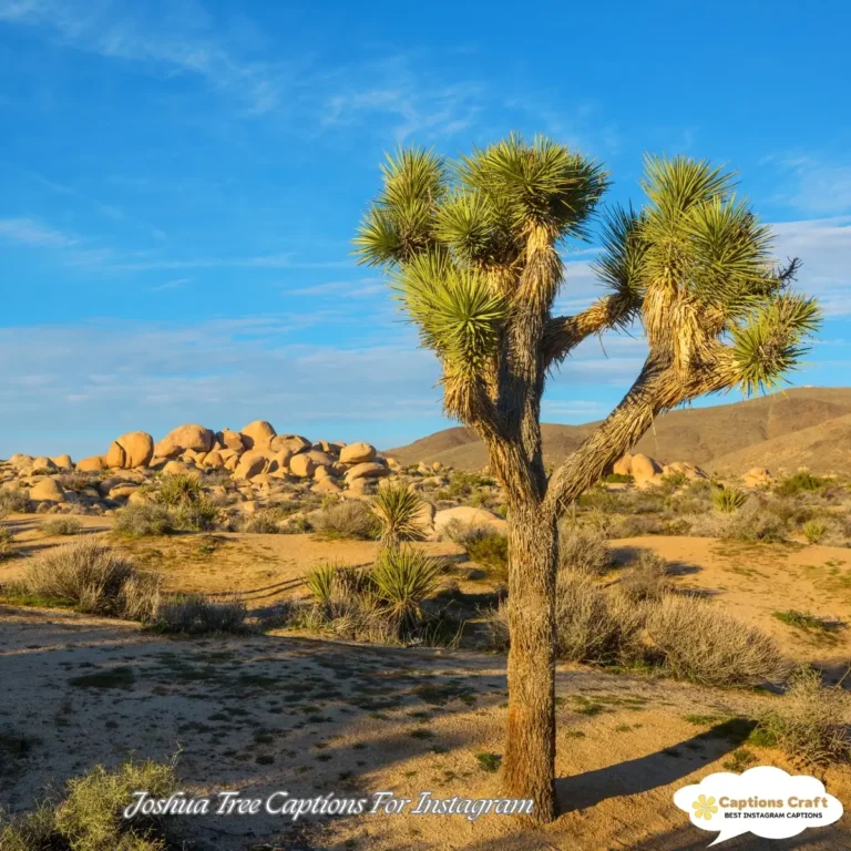 Joshua Tree Captions For Instagram