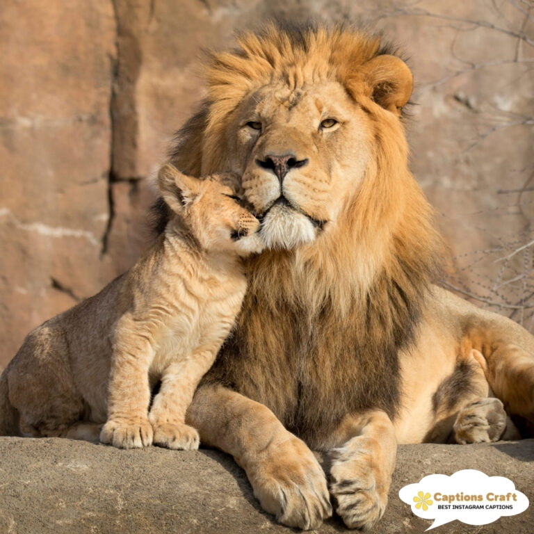 Lion and cub share a tender moment, resting on a rock.