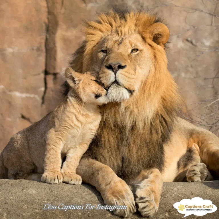 Lion Captions For Instagram