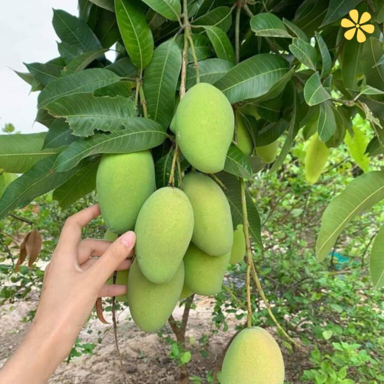 National Mango Day Captions