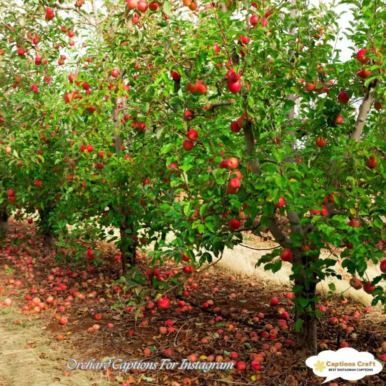 Orchard Captions For Instagram