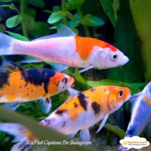 143+ Radiant Koi Fish Captions For Instagram And Quotes That Make a Splash