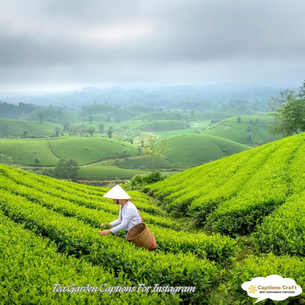 Tea Garden Captions For Instagram