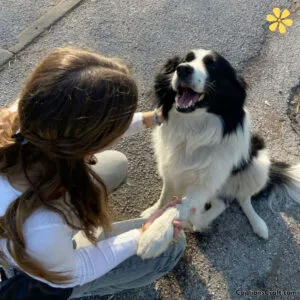 200+ Black And White Dog Instagram Captions for Every Moment y