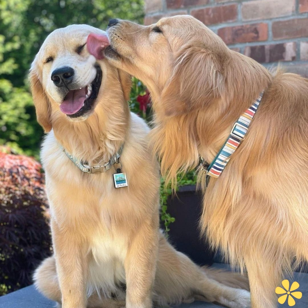 200+ Caption For My Dog On Instagram That Will Make You Smile y 21 Caption For My Dog On Instagram