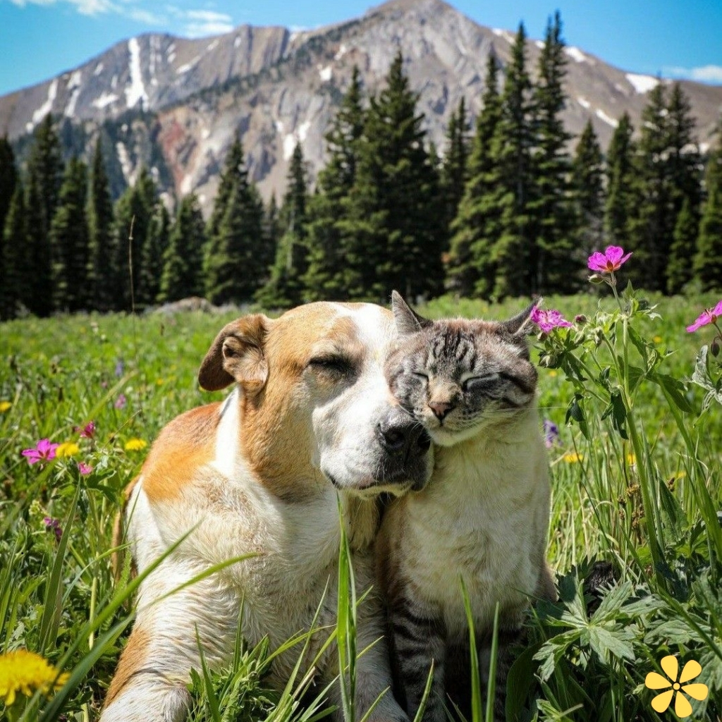 200+ Cat And Dog Friendship Captions For Instagram Fun and Love y 12 Cat And Dog Friendship Captions For Instagram