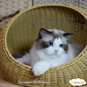 129+ Cute Cat Captions For Instagram And Quotes That Melt Hearts